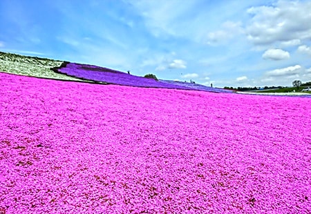 [北関東]癒しのフラワー満喫プランイメージ